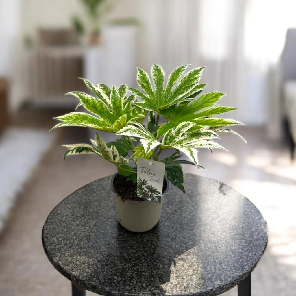Gardenaria Fatsia japonica variegata (Aralia) - Pianta da interno ornamentale Altezza: 25 cm (vaso 12)