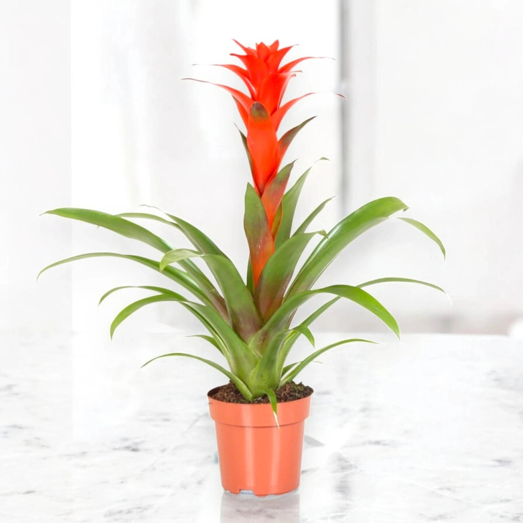 Gardenaria Guzmania 'Calypso' - Pianta da interno ornamentale Altezza: 50 cm (vaso 12)