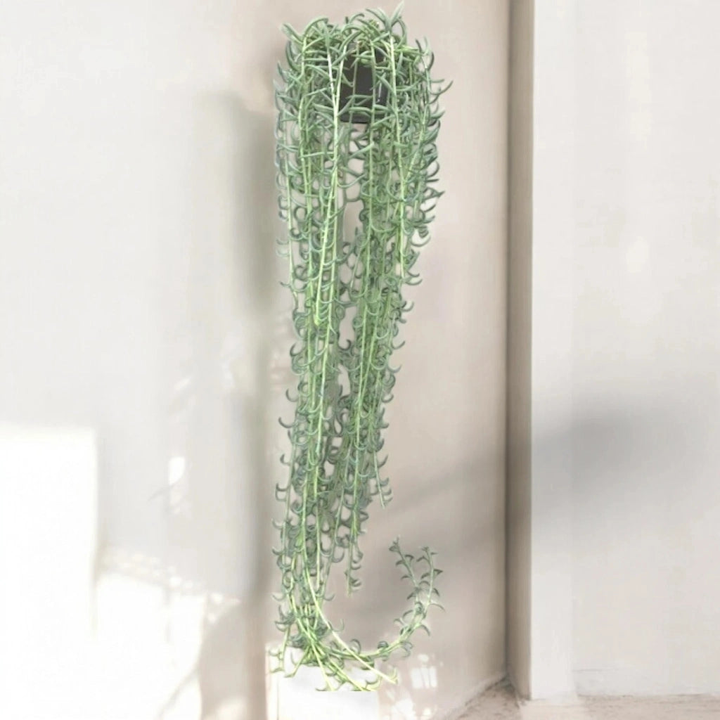 Gardenaria Senecio radicans - Pianta da interno ornamentale Altezza: 80 cm ( vaso 14)