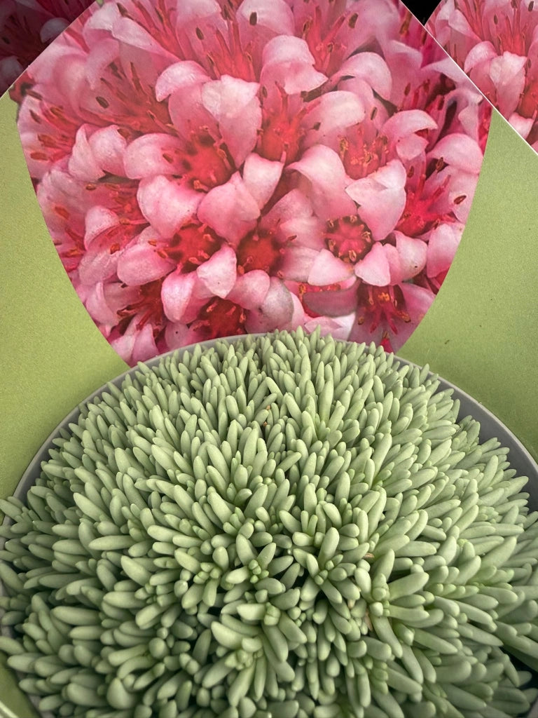 Delosperma sphalmanthoides in vaso 14 cm – Succulenta