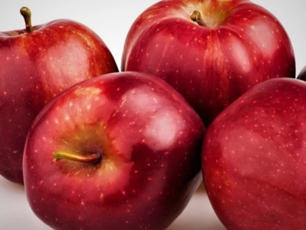 Pianta di Melo Starkspur Red delicious in vaso foto reali