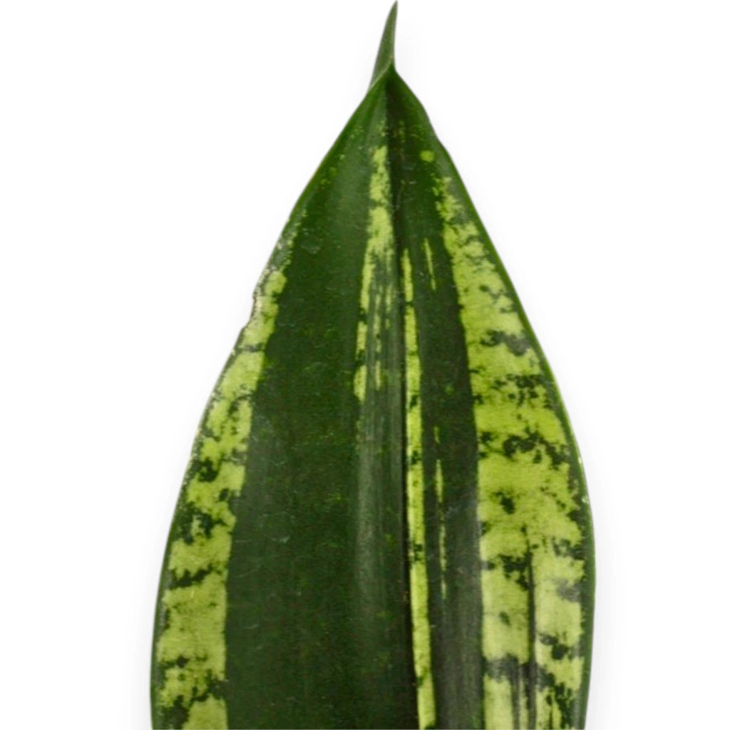 Gardenaria Sansevieria trifasciata 'Silver Flame' - Pianta da interno ornamentale Altezza: 40 cm (vaso 14)