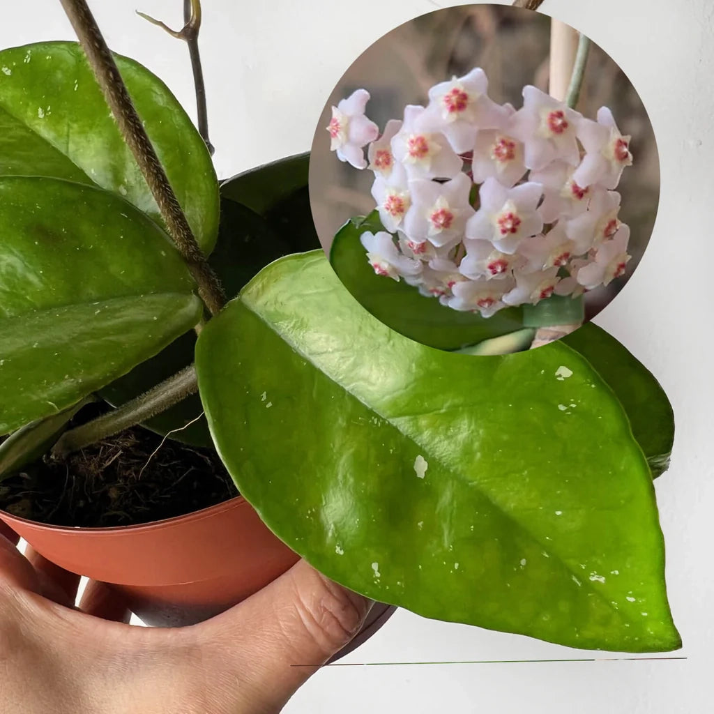 Hoya carnosa Freckles Splash – Pianta tropicale da collezione a foglia variegata
